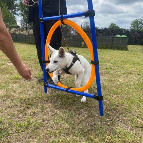 Hundeauslaufgebiet-Hundetrainingszentrum Braunschweig-Bild