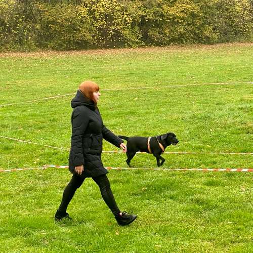 Hundeauslaufgebiet-Hundetrainingszentrum Braunschweig-Bild