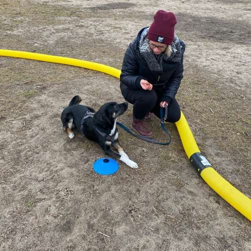 Hundeauslaufgebiet-Hundetrainingszentrum Braunschweig-Bild