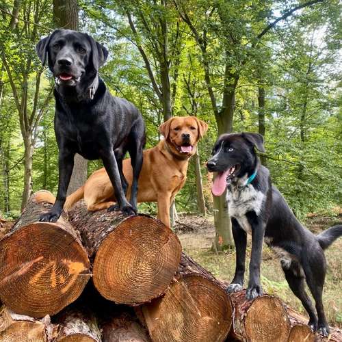 Hundeauslaufgebiet-Hundetrainingszentrum Braunschweig-Bild