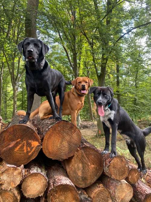 Hundeauslaufgebiet-Hundetrainingszentrum Braunschweig-Bild