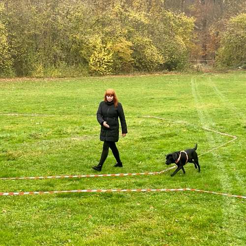 Hundeauslaufgebiet-Hundetrainingszentrum Braunschweig-Bild