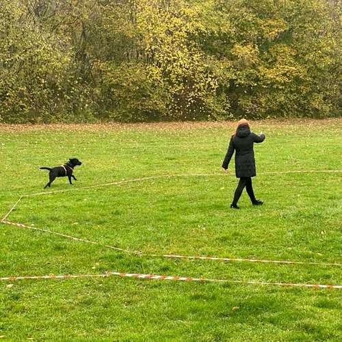 Hundeauslaufgebiet-Hundetrainingszentrum Braunschweig-Bild