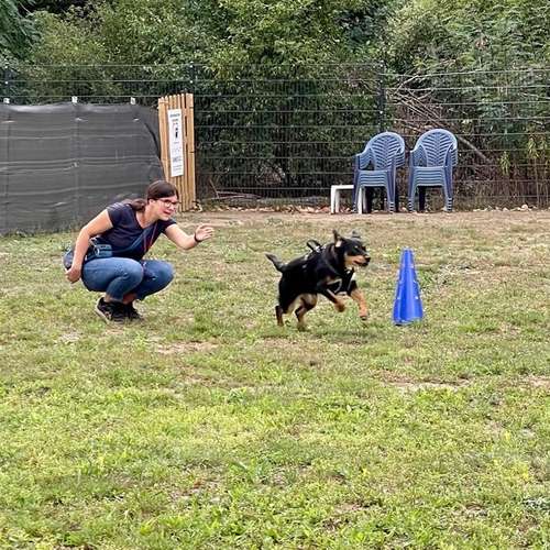 Hundeauslaufgebiet-Hundetrainingszentrum Braunschweig-Bild