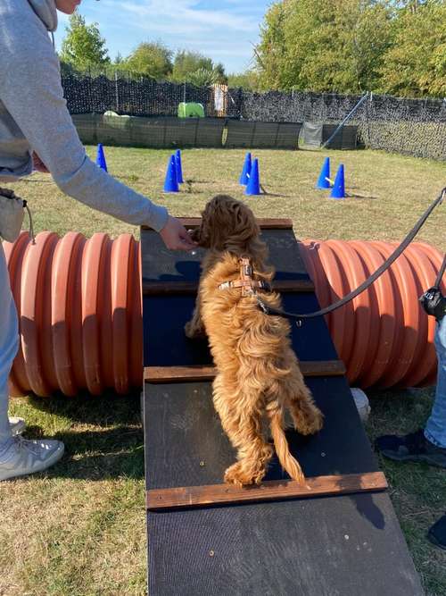 Hundeauslaufgebiet-Hundetrainingszentrum Braunschweig-Bild