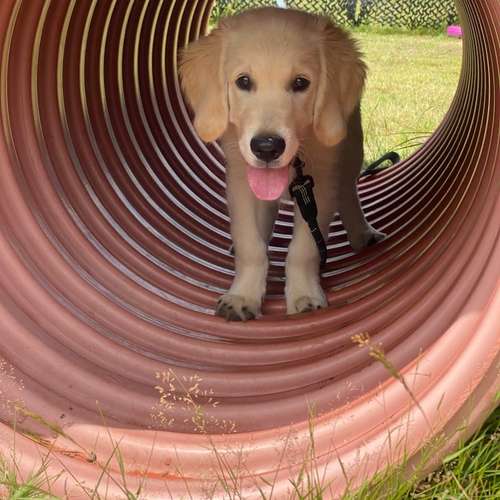 Hundeauslaufgebiet-Hundetrainingszentrum Braunschweig-Bild