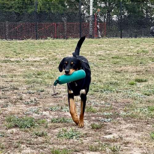 Hundeauslaufgebiet-Hundetrainingszentrum Braunschweig-Bild