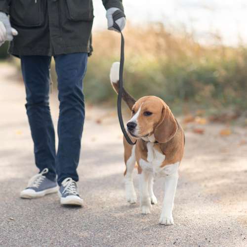 Hundeauslaufgebiet-Hundetrainingszentrum Braunschweig-Bild