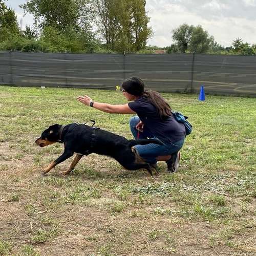Hundeauslaufgebiet-Hundetrainingszentrum Braunschweig-Bild