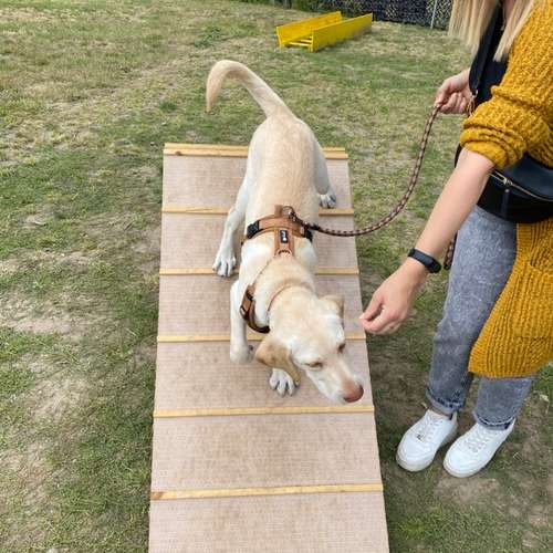 Hundeauslaufgebiet-Hundetrainingszentrum Braunschweig-Bild