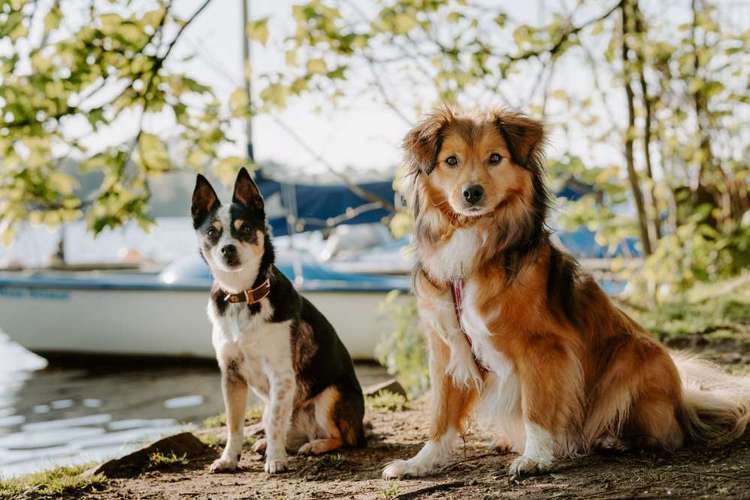 Hundeauslaufgebiet-Nadine Alfes  - dogtraining-hamburg-Bild