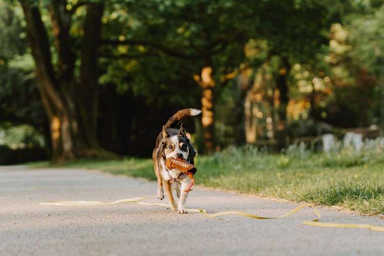 Hundeauslaufgebiet-Nadine Alfes  - dogtraining-hamburg-Bild