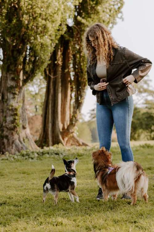 Hundeauslaufgebiet-Nadine Alfes  - dogtraining-hamburg-Bild