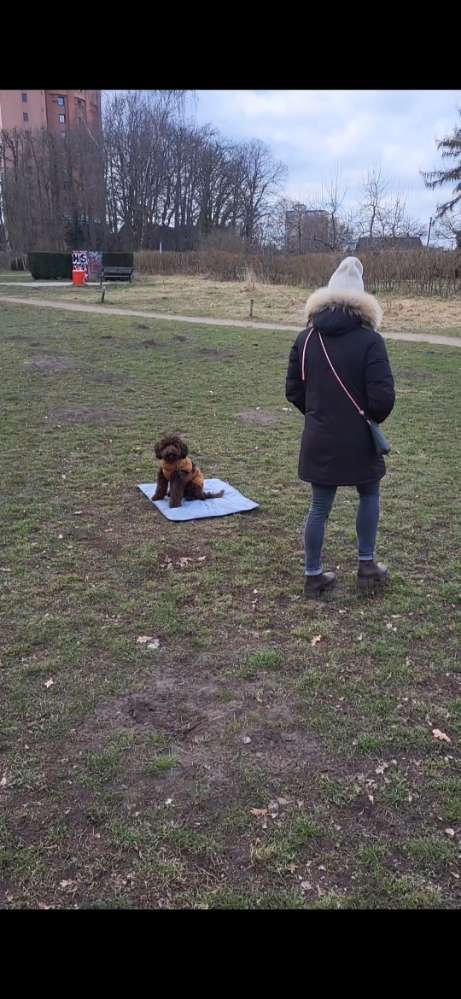 Hundeauslaufgebiet-Nadine Alfes  - dogtraining-hamburg-Bild