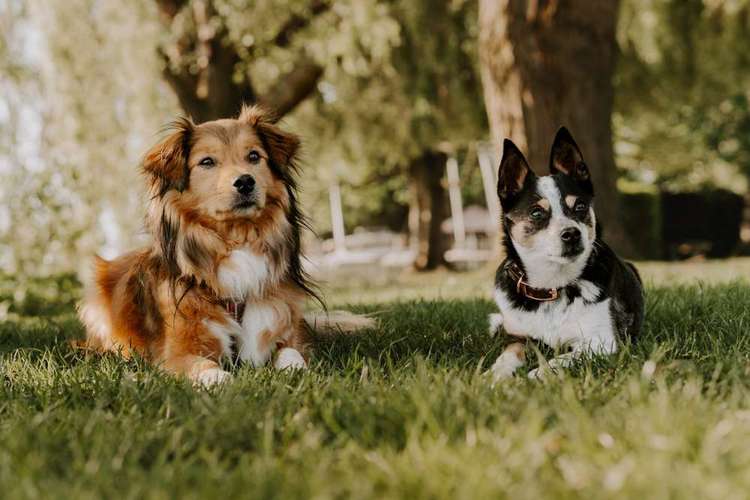 Hundeauslaufgebiet-Nadine Alfes  - dogtraining-hamburg-Bild