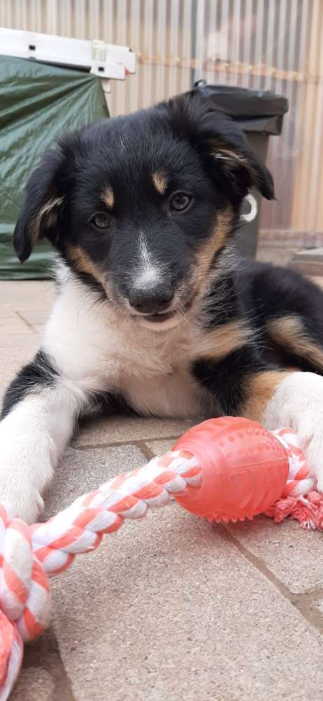 Hundeauslaufgebiet-Nadine Alfes  - dogtraining-hamburg-Bild