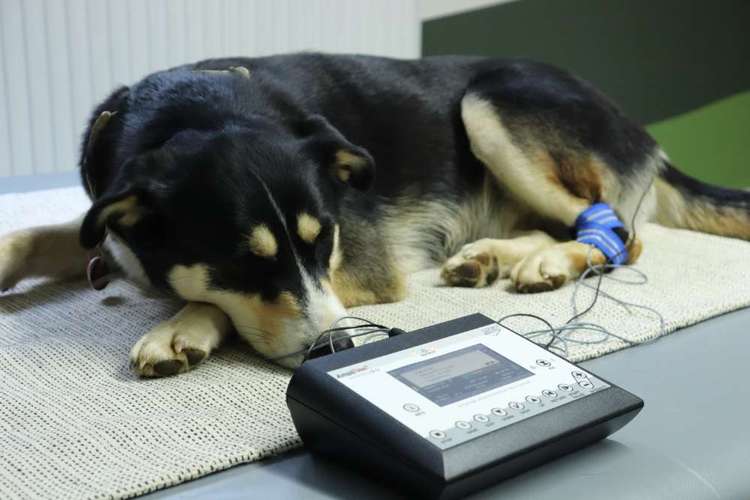 Hundeauslaufgebiet-Evelyn Nickel -Tierphysiotherapie -Bild