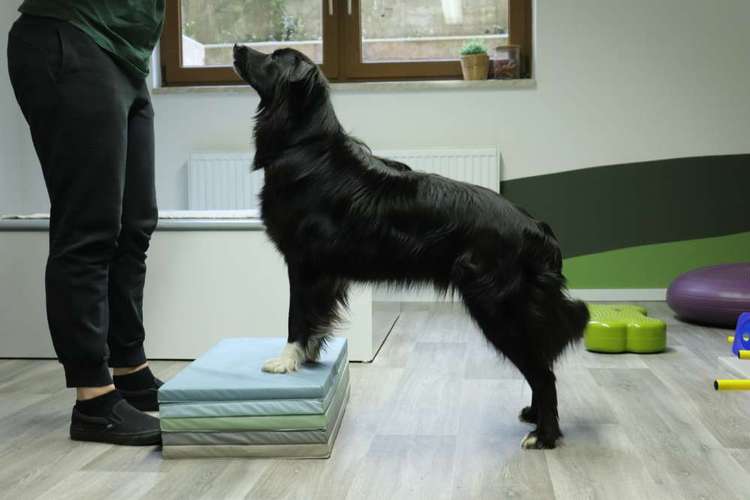 Hundeauslaufgebiet-Evelyn Nickel -Tierphysiotherapie -Bild