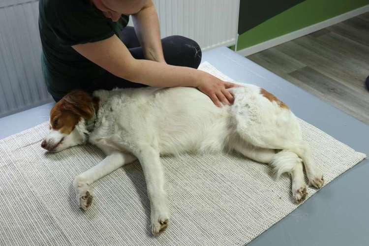 Hundeauslaufgebiet-Evelyn Nickel -Tierphysiotherapie -Bild