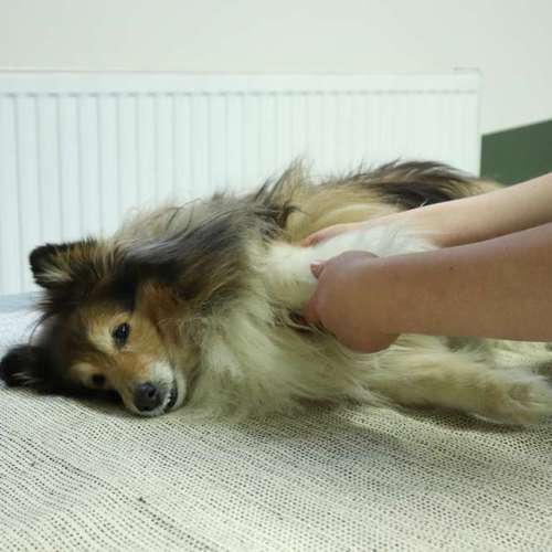 Hundeauslaufgebiet-Evelyn Nickel -Tierphysiotherapie -Bild