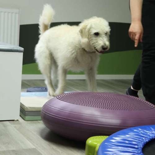 Hundeauslaufgebiet-Evelyn Nickel -Tierphysiotherapie -Bild