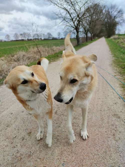 Hundeauslaufgebiet-Wake the Dogs-Bild