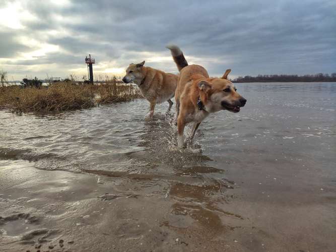 Hundeauslaufgebiet-Wake the Dogs-Bild