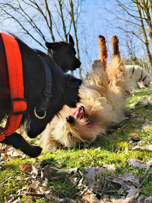 Hundeauslaufgebiet-Wake the Dogs-Bild