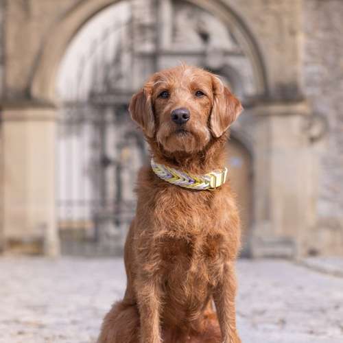 Hundeauslaufgebiet-Knotenbande-Bild