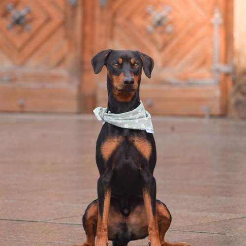 Hundeauslaufgebiet-Knotenbande-Bild