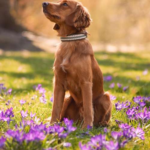 Hundeauslaufgebiet-Knotenbande-Bild