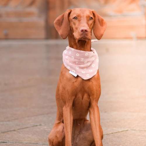 Hundeauslaufgebiet-Knotenbande-Bild