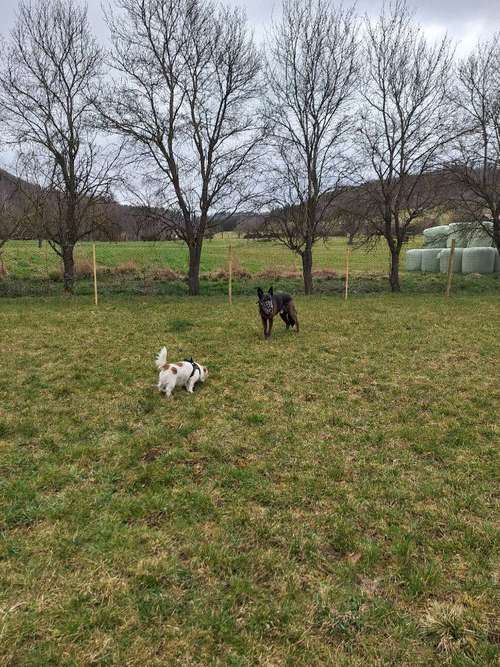 Hundeauslaufgebiet-Pfoten Power-Bild