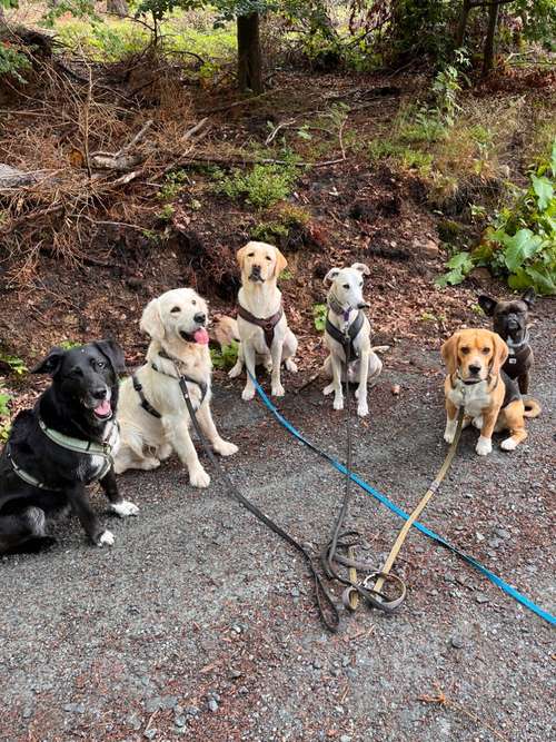 Hundeauslaufgebiet-Dogbuddies Taunus-Bild