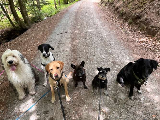 Hundeauslaufgebiet-Dogbuddies Taunus-Bild