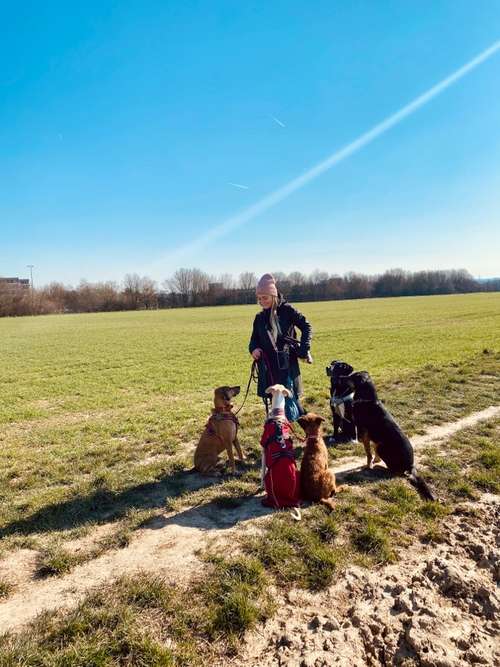 Hundeauslaufgebiet-Dogbuddies Taunus-Bild