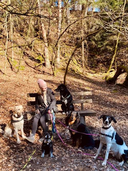 Hundeauslaufgebiet-Dogbuddies Taunus-Bild