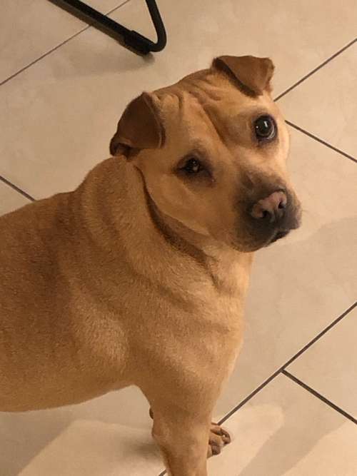 Hundeauslaufgebiet-LottisDreamland-Bild