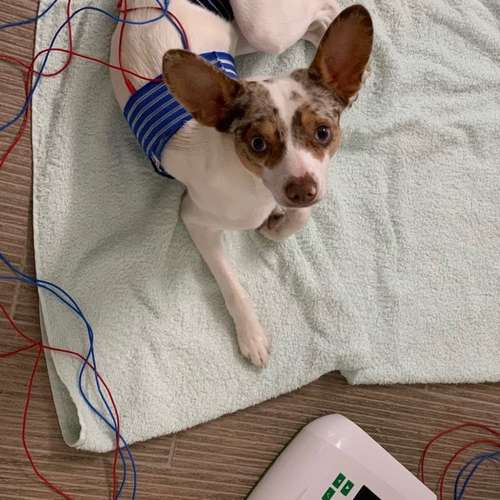 Hundeauslaufgebiet-Tierphysiotherapie Alexandra Pritz-Bild