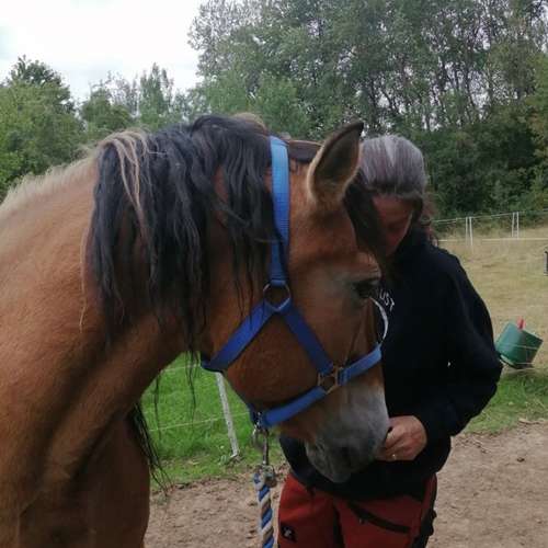 Hundeauslaufgebiet-Tierphysiotherapie Alexandra Pritz-Bild