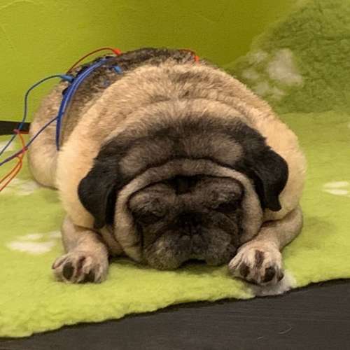 Hundeauslaufgebiet-Tierphysiotherapie Alexandra Pritz-Bild