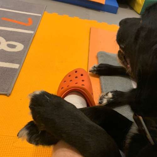 Hundeauslaufgebiet-Tierphysiotherapie Alexandra Pritz-Bild