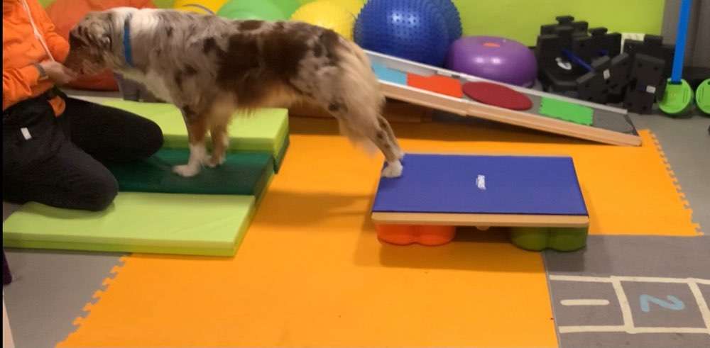 Hundeauslaufgebiet-Tierphysiotherapie Alexandra Pritz-Bild