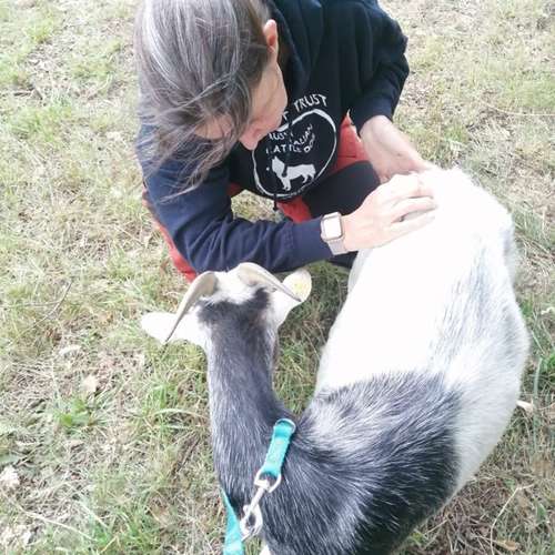 Hundeauslaufgebiet-Tierphysiotherapie Alexandra Pritz-Bild