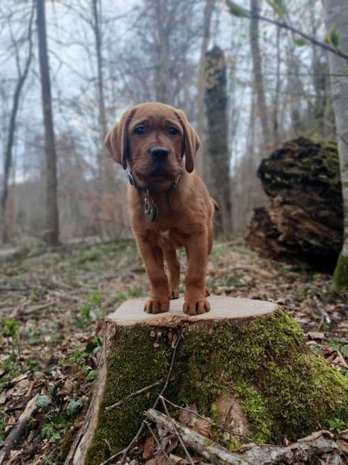 Hundeauslaufgebiet-Hundeschule Stubenwölfe-Bild