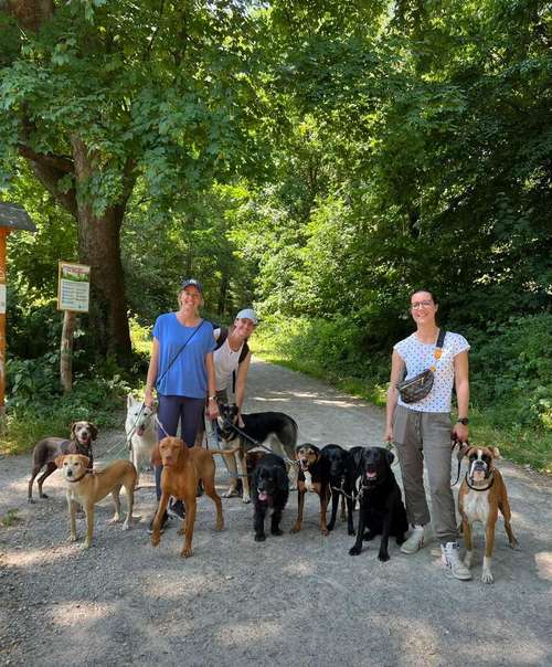 Hundeauslaufgebiet-Hundeschule Stubenwölfe-Bild