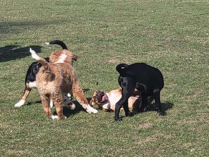 Hundeauslaufgebiet-Ben`s Dogbe - Hundeschule & Hundetagesstätte-Bild