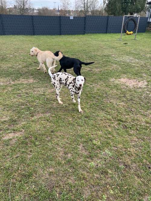 Hundeauslaufgebiet-Ben`s Dogbe - Hundeschule & Hundetagesstätte-Bild