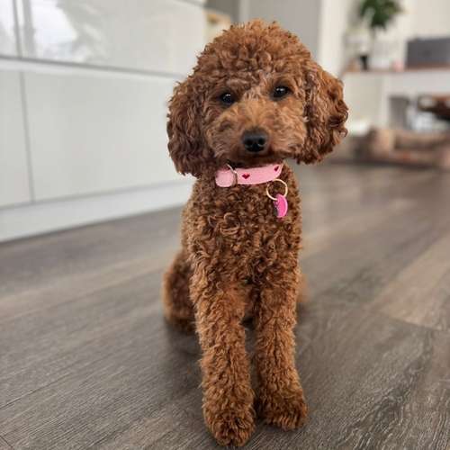 Hundeauslaufgebiet-Buna Dogfactory-Bild