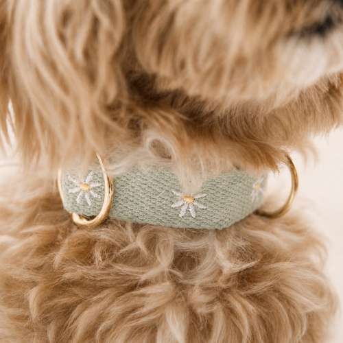 Hundeauslaufgebiet-Buna Dogfactory-Bild